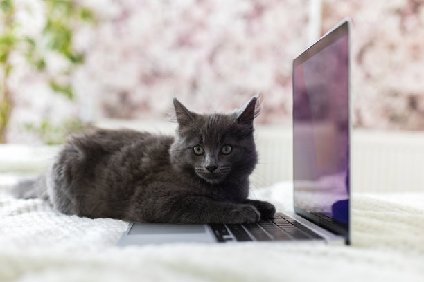 一只灰色毛茸茸的缅因猫躺在床上和笔记本电脑的键盘上。宠物和小玩意儿。有趣的宠物图片下载