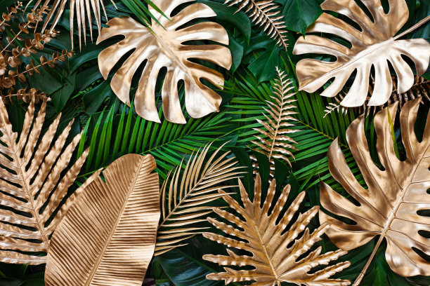 金色和绿色的热带怪物和棕榈叶的特写自然视图。图片下载