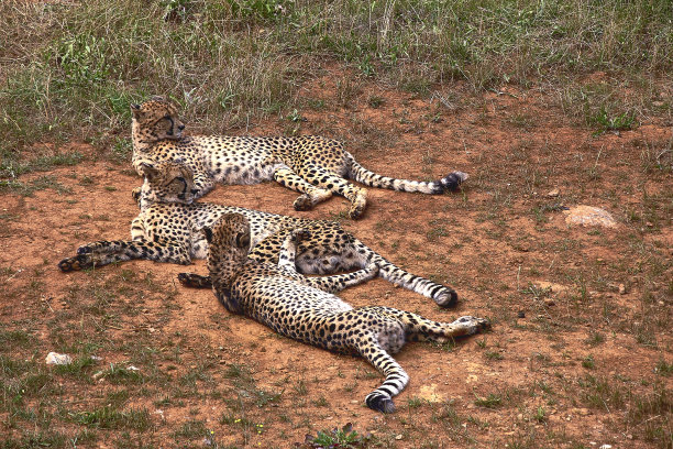 三个羚羊躺在大草原的草地上图片下载