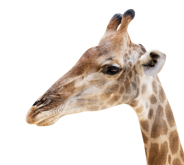 长颈鹿头孤立的白色背景与修剪路径图片下载