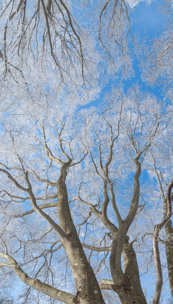 美白霜图片下载