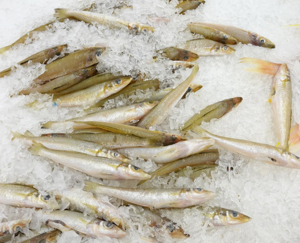 新鲜的鱼图片下载