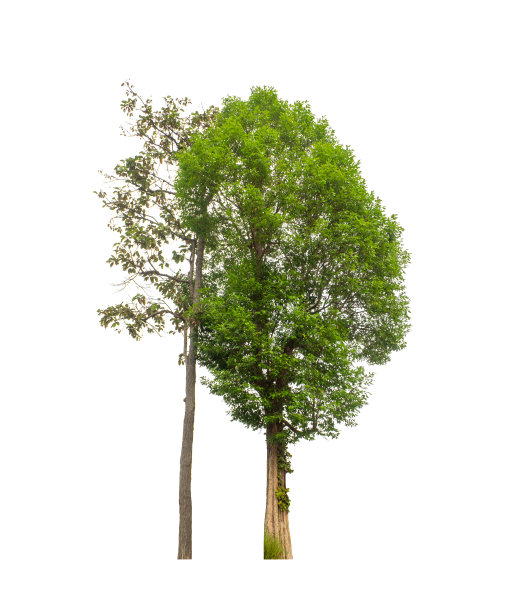 树孤立在白色背景上。图片下载