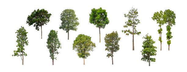集孤立的树在白色背景，收集的树图片下载