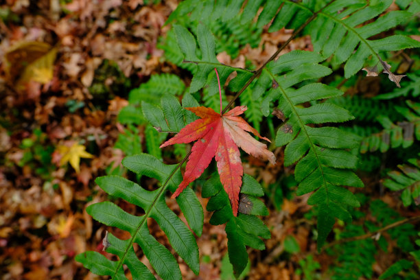 11月下旬，日本三重的Akame 48瀑布徒步旅行小径上的秋叶。图片下载