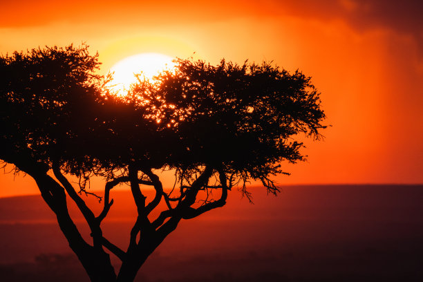 一棵树的剪影在田野在肯尼亚风景日落图片下载
