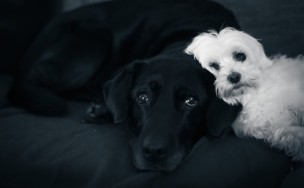 悲伤的黑狗和白狗躺在一起图片下载