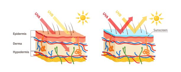 紫外线保护。防晒霜可以保护人体皮肤免受UVA, UVB射线的伤害图片下载