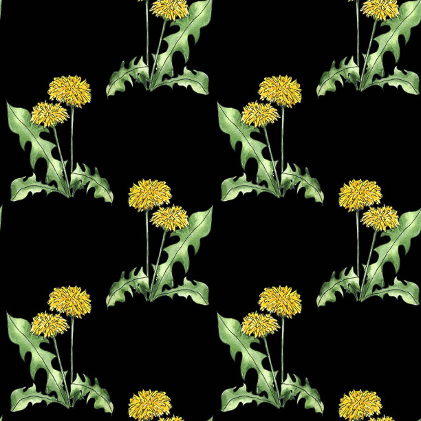 水彩无缝图案手绘蒲公英野花用于婚礼，假日和装饰设计。插图孤立在黑色背景的卡片，包装和其他。数码纸盒图片下载