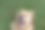 特写镜头，快乐的金毛猎犬躺在草地上微笑图片下载
