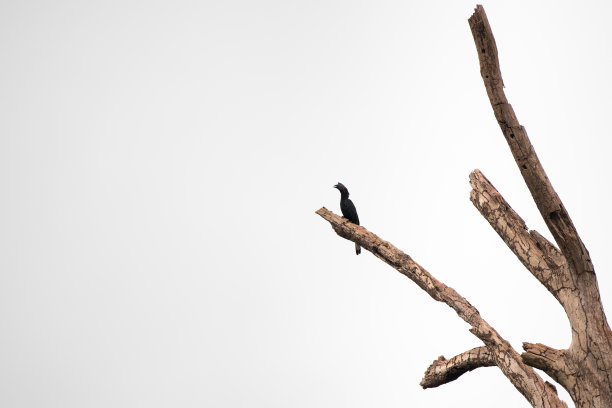 犀鸟:成年雌性黑犀鸟(马来角犀鸟)。图片下载