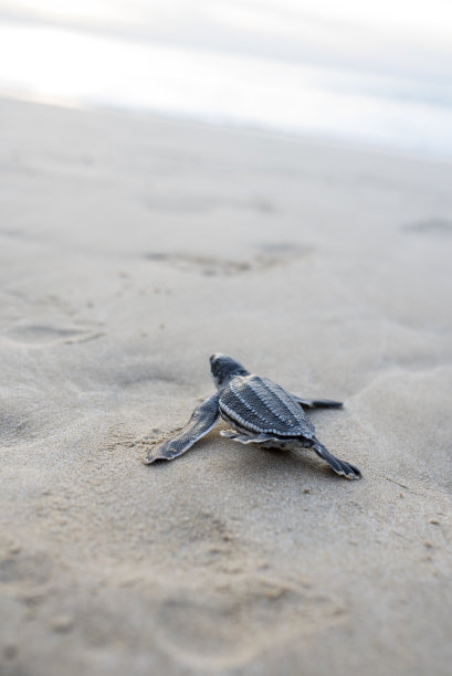 棱皮龟宝宝被释放到海里图片下载