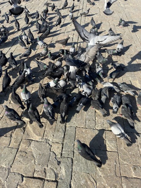 大厦方鸽图片下载