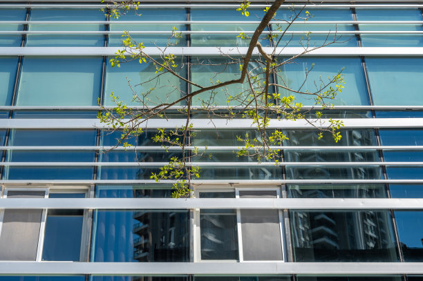 现代建筑玻璃外墙及植物枝杈图片下载