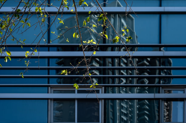 现代建筑玻璃外墙及植物枝杈图片下载