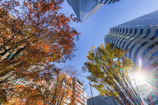 阳光明媚的东京建筑图片下载