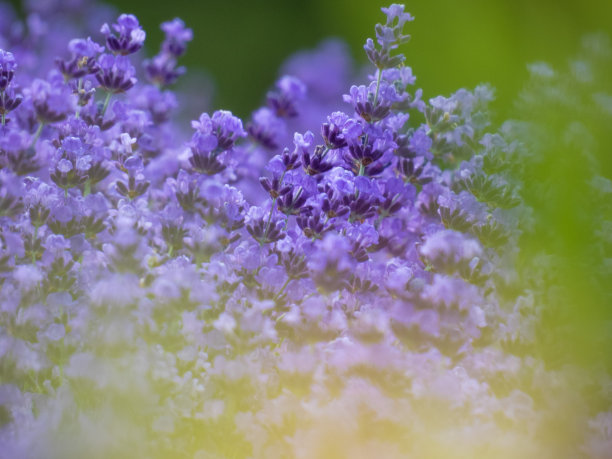 薰衣草花和绿色植物图片下载