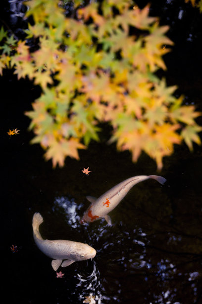 京都的两条彩色鲤鱼图片下载