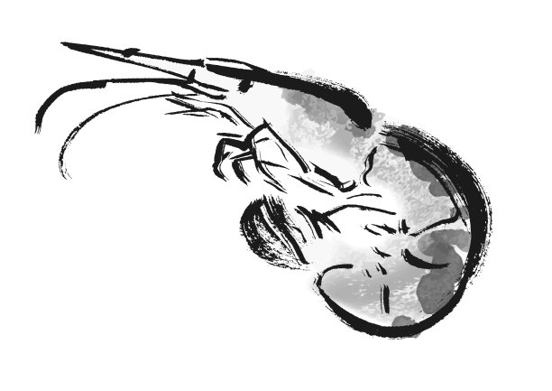 虾日式笔刷绘图插图图片下载