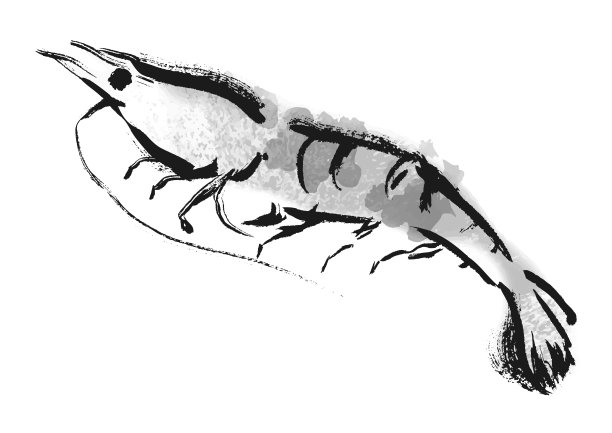 虾日式笔刷绘图插图图片下载