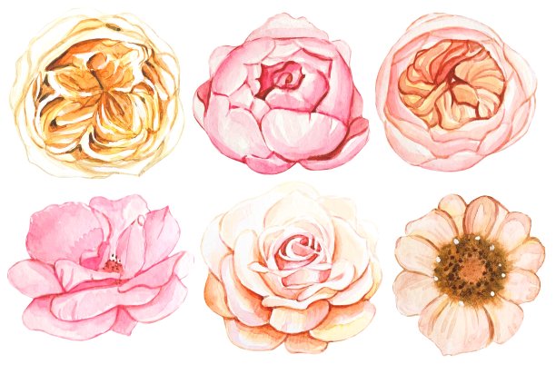 一组花蕾，水彩白色背景图片下载