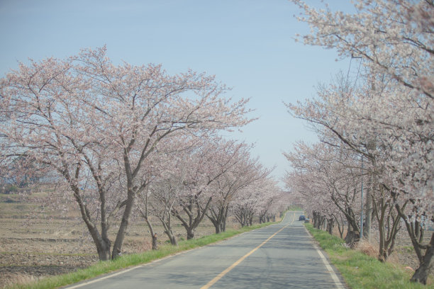 美丽的景色，空旷的道路被樱花环绕图片下载