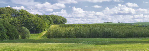 绿色的田野和蓝色的天空图片下载