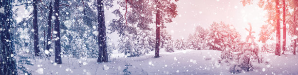 在阳光明媚的自然森林里，清晨的降雪。图片下载