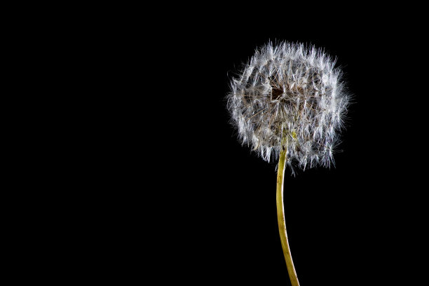 一个蒲公英的特写在灯光下孤立的黑色背景图片下载