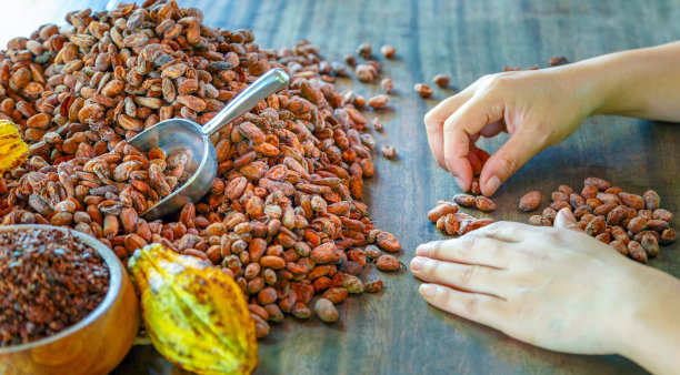 由女工手工或检查挑选巧克力生产所需的优质可可豆，可可豆质量分拣图片下载