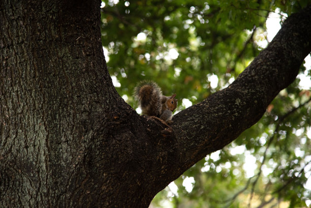 松鼠在树上图片下载