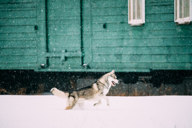 冬天，狗狗在雪地里玩耍。小哈士奇在火车车厢背景下的雪堆中嬉戏地奔跑。冬天散步的哈士奇图片下载