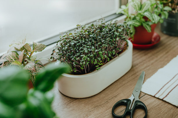 小萝卜在窗台上的白锅里图片下载