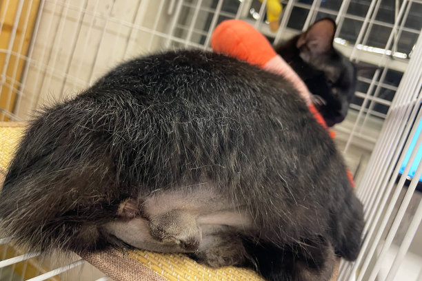 家养宠物绝育。宠物空穴手术(阉割，绝育)后的护理。猫在绝育后戴着项圈防止舔伤口。让公猫绝育。图片下载