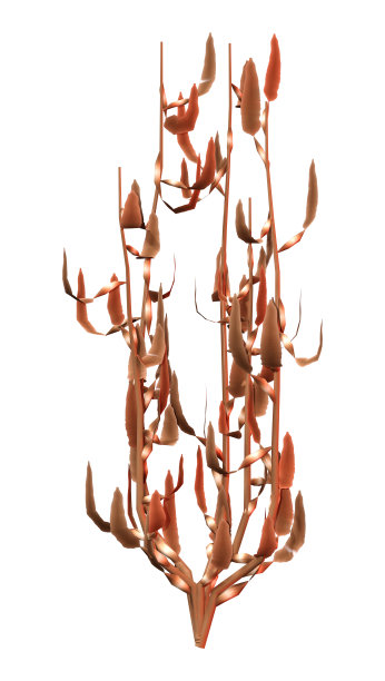 水下海带在白色的3D渲染图片下载