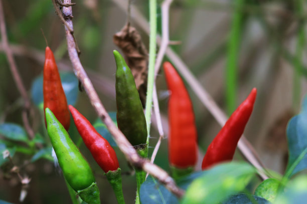 鸟眼辣椒或泰国辣椒或可见的绿色和红色辣椒模糊的叶子图片下载