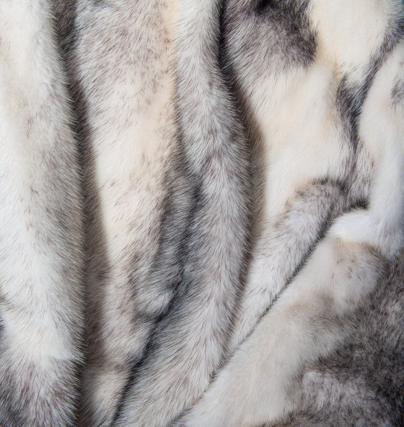 白色貂皮纹理背景图片下载