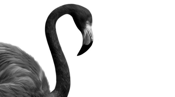 黑色火烈鸟肖像孤立在白色背景图片下载
