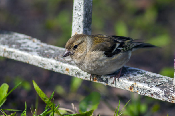 一只美丽的小鸟图片下载