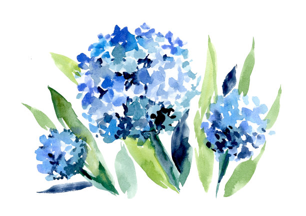 蓝色绣球花，花束，白底水彩插图图片下载