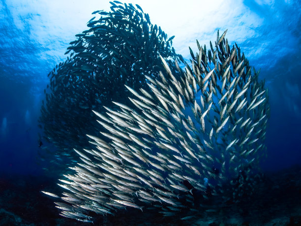 龙卷风风暴鱼!-07年图片下载