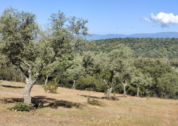 橄榄树图片下载