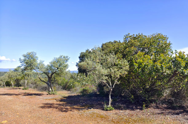 橄榄树图片下载