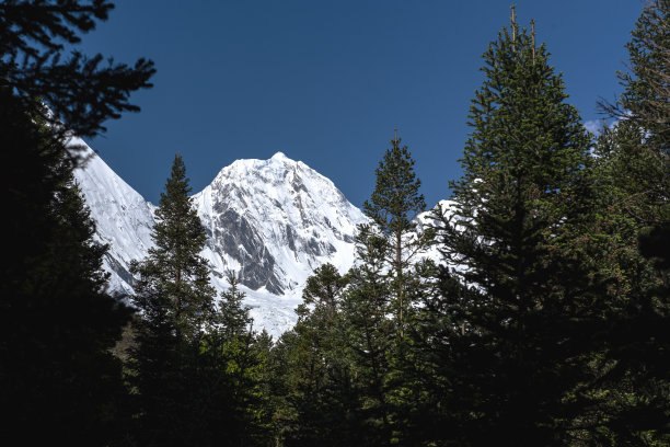 森林映衬着雪山的照片图片下载