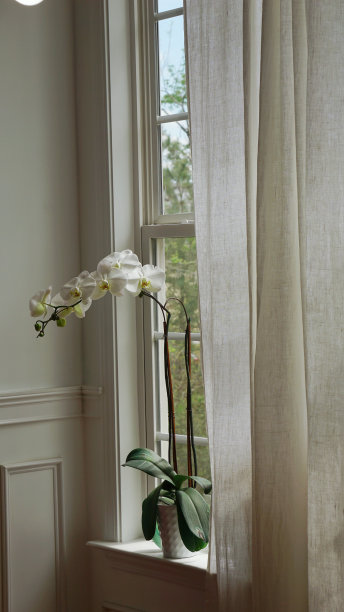 白兰在房子里图片下载