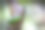 绿色蝮蛇的特写照片(Trimeresurus macrops)。图片下载