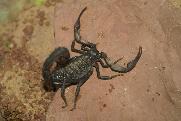 一只罕见的霍屯托塔franz werneri蝎子特写图片下载