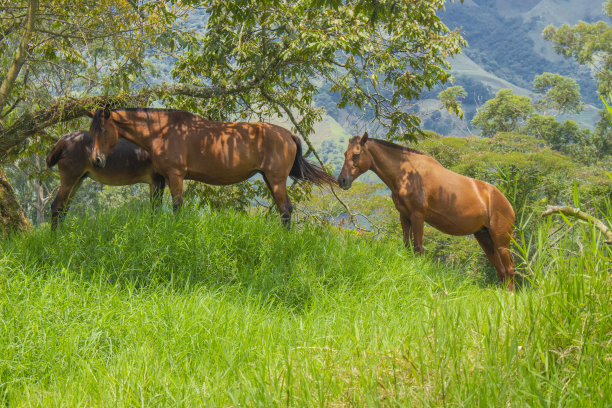山谷里牧场里的马图片下载