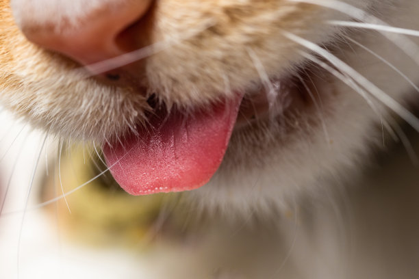 微距特写一只伸出舌头的猫图片下载