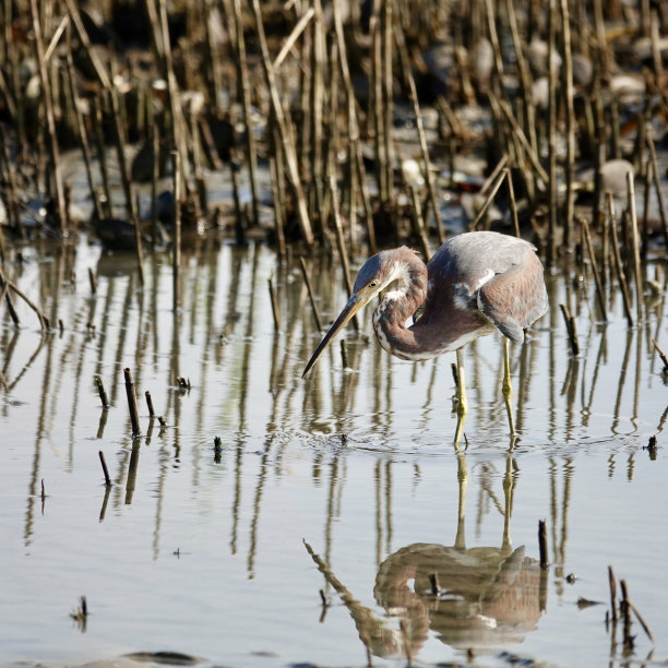 三色鹭倒影图片下载